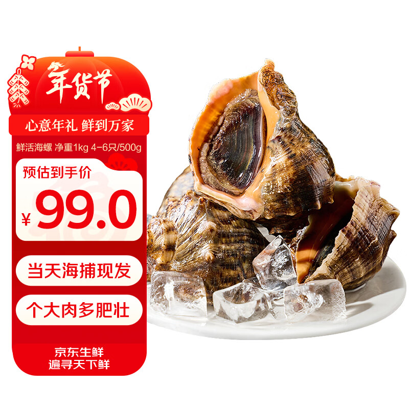 小海故事 鲜活海螺 净重2斤  4-6只/斤 生鲜海鲜贝类 连云港源头直发