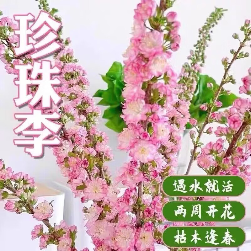 清洁Yy 珍珠李40-80cm(15枝) 干枝珍珠李遇水开花水培