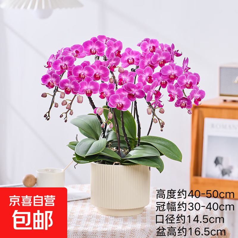 年宵花春节蝴蝶兰组合盆栽绿植摆件室内装饰年货过年花卉鲜花植物 玫红色系蝴蝶兰【6花剑 带花苞】+陶瓷花盆