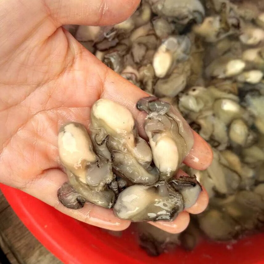 快递冷运福建小海蛎现剥无泡水牡蛎海蛎生蚝肉新鲜发货蚝烙蚵仔煎 2000g-每斤含150克左右原浆液-介意勿拍