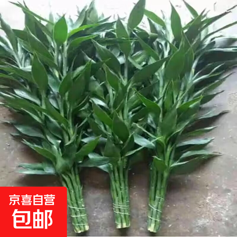 富贵竹水养基地直发水培植物转运竹绿植盆景带根四季水养插鲜花瓶 富贵竹60CM10棵(送生根粉_不含瓶)