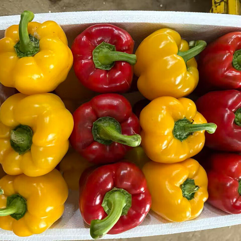 秦品堂山东寿光新鲜红黄双色彩椒灯笼椒五彩椒柿子椒沙拉菜蔬菜水果彩椒 寿光彩椒5斤