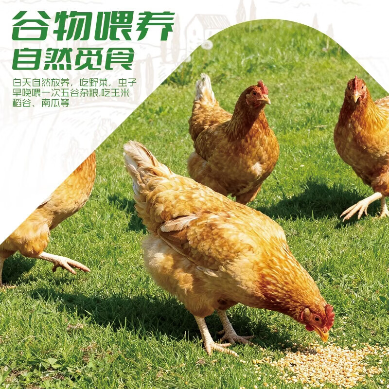 鲁爷爷的农场清真老母鸡新鲜现杀山林散养正宗老母鸡煲汤土鸡三年以上 3年老母鸡 净重2.9-3.1斤/1只 送料包