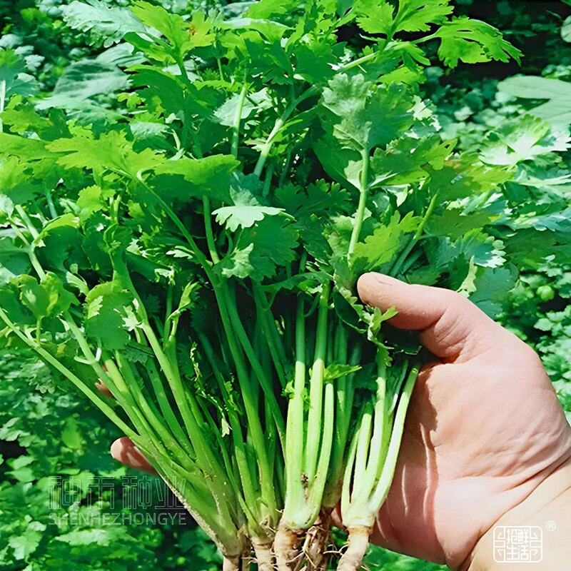 神禾适合春天种的青菜种子籽蔬菜品种大全春季阳台盆栽家庭种植 大叶
