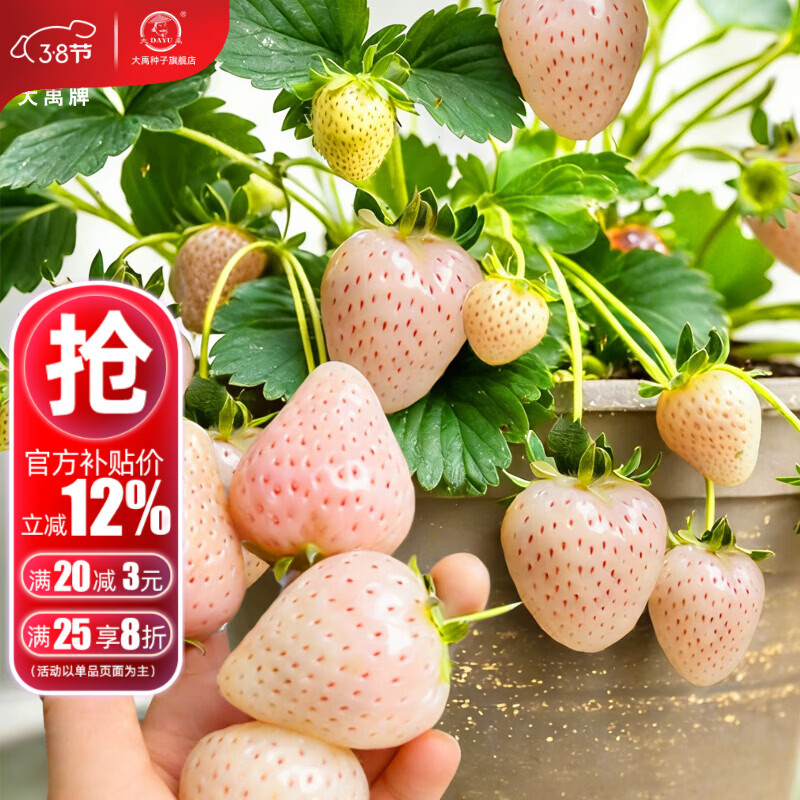 大禹白草莓苗秧苗带土带盆发货盆栽红颜四季 小白草莓苗秧苗2盆+肥 带土带盆发货
