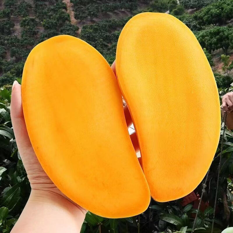 【顺丰包邮】海南金煌芒果礼盒海南芒果净重5斤/8斤 新鲜芒果直发 海南金煌芒礼盒 8斤(5-10个)