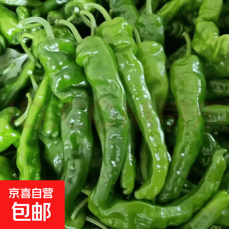 【新鲜蔬菜】山东新鲜薄皮青椒 山东新鲜薄皮青椒1斤