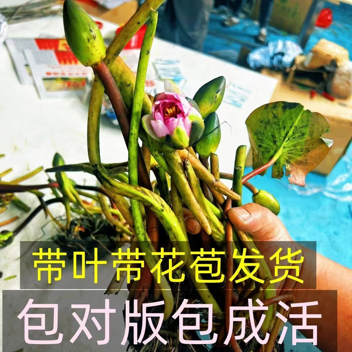 精品睡莲包活对版池塘鱼缸四季盆栽水缸莲花开花懒人 精品睡莲 科罗香水睡莲【3颗大根块】