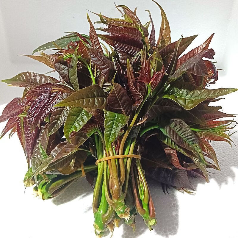 秦品堂香椿芽当季新鲜时令菜头茬秦岭香椿芽【顺丰冷链】叶绿色香椿嫩芽 【顺丰】半斤香椿