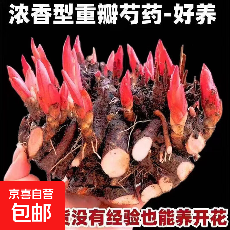 芍药花苗重瓣带芽大苗鲜花四季开花卉阳台庭院牡丹花盆栽植物 混色大块带13-18个芽苞发货+肥料