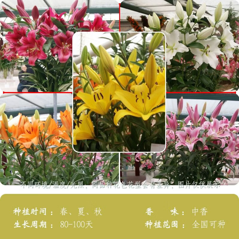 种花迷进口多头香水百合种球四季百合花球多年生耐寒室内室外盆栽花浓香 【混色】一代香水百合花种球 5颗种球+肥料/不含盆