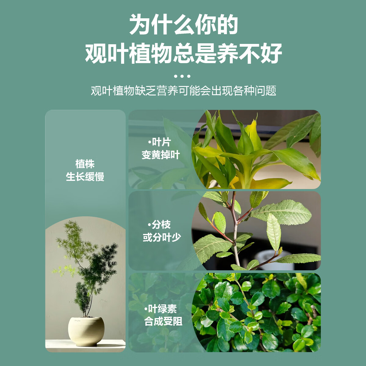 百万销量绿植营养肥料盆栽植物通用型室内有机家绿叶观叶型复合肥 植物营养粒-观叶型500g-1瓶