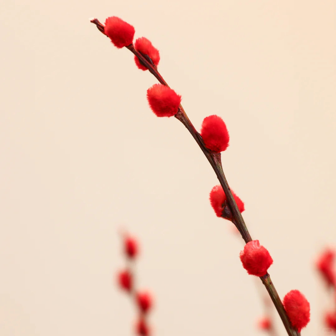 植导引力银柳真花鲜枝客厅摆件红色年宵花花卉干花干枝盆栽居家装饰喜庆 60cm银柳【30枝】含花瓶+挂饰