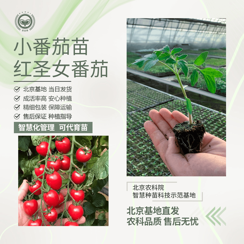 京农研农科院小番茄苗矮生番茄苗盆栽圣女果小西红柿四季阳台水果蔬菜苗 红圣女番茄苗5棵
