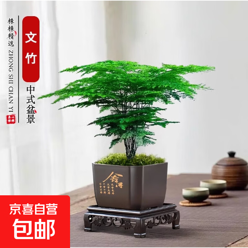 文竹九里香小叶赤楠禅意盆栽办公室桌面植物小盆景绿植花卉摆件 文竹+舍得盆+方底托+青苔