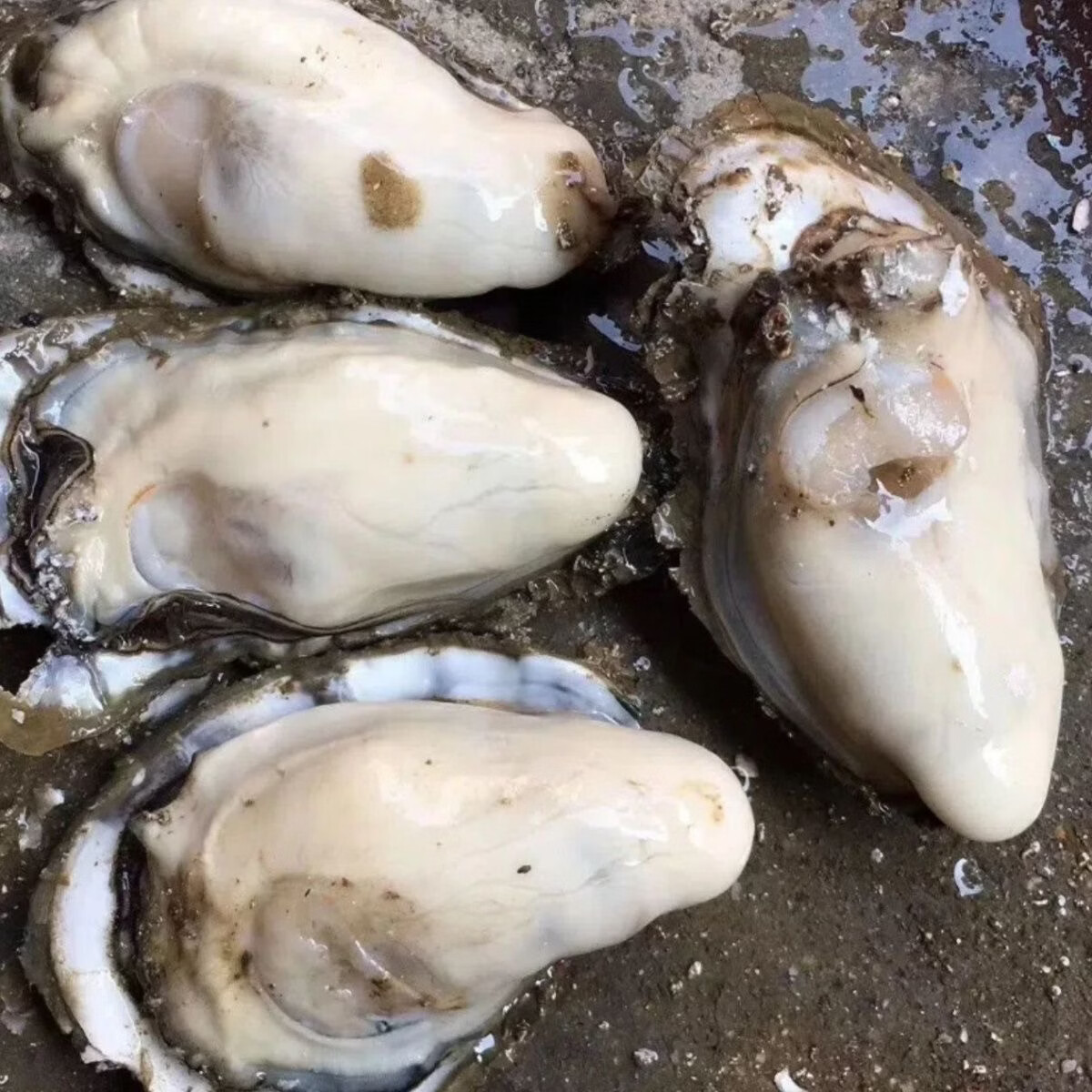 福建小海蛎生蚝现捞现剥无泡水贝类牡蛎小海蛎子肉新鲜海蛎肉批发 2000g--每斤含150克左右原浆液--介意勿拍