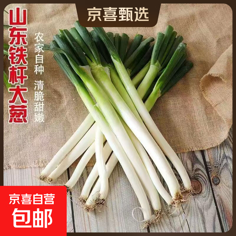 山东正宗铁杆大葱新鲜净葱长白葱蔬菜调料火锅食材蘸酱清甜脆嫩 净葱去皮去半叶5斤带箱
