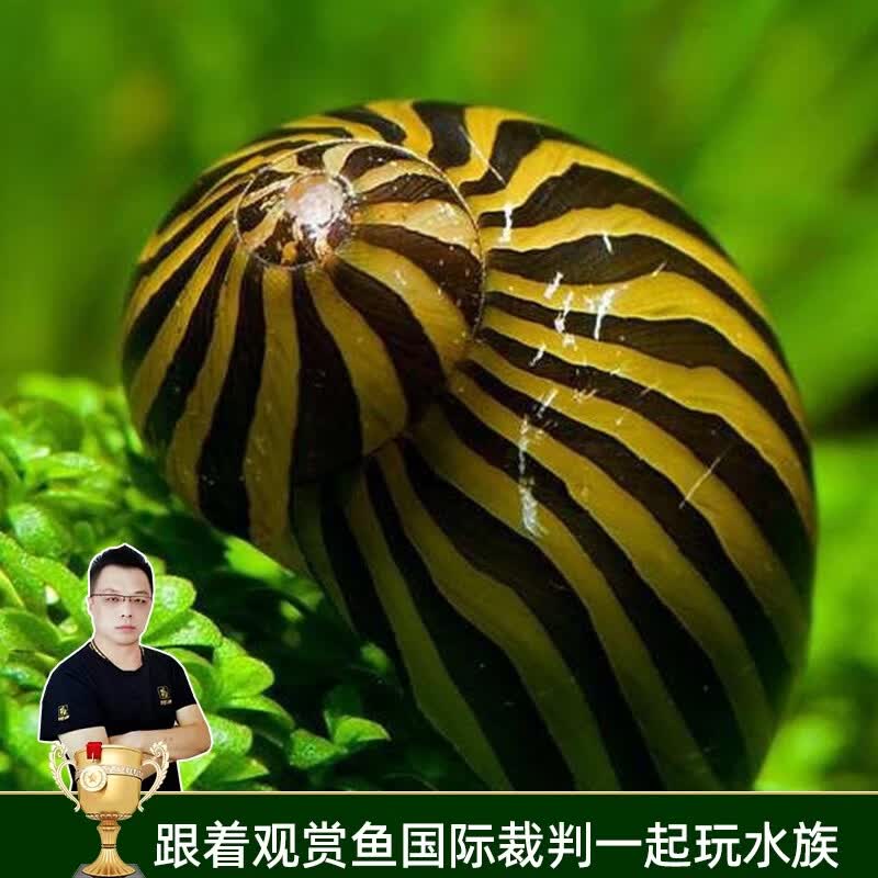 美人雾 观赏螺水族活体缸壁除藻螺鱼缸除藻清淤活化床底 斑马螺5只（皮实的清洁工）