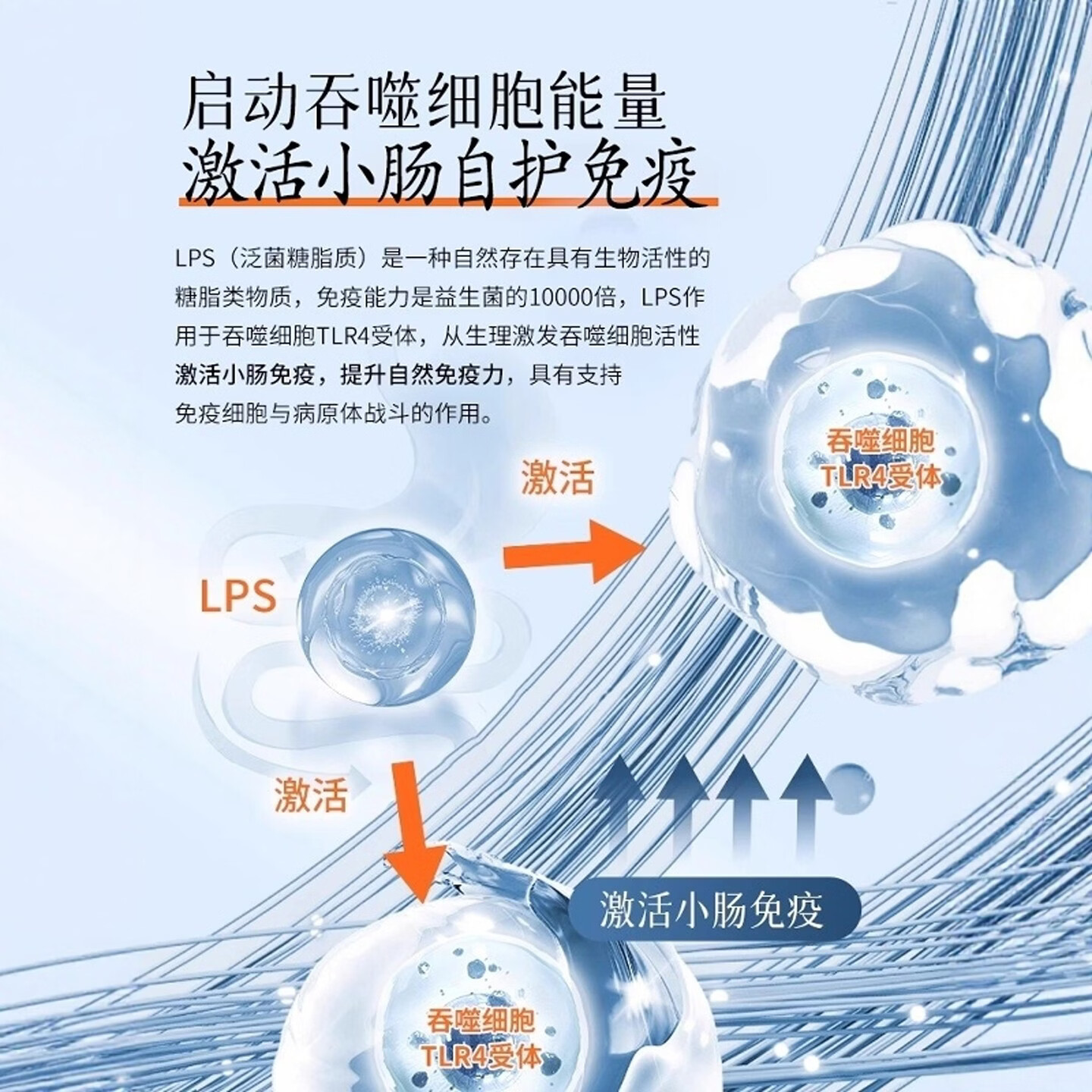 茘 三茘LPS元气UP益生菌成人调理肠胃肠道便秘脾胃虚弱消化不良拉肚子 8盒家庭装【 15袋*1盒 】送1盒同款+1盒原动力