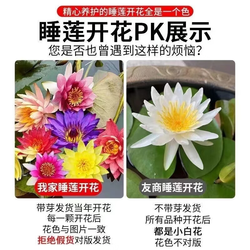 精品睡莲包活对版池塘鱼缸四季盆栽水缸莲花开花懒人 精品睡莲 科罗香水睡莲【3颗大根块】