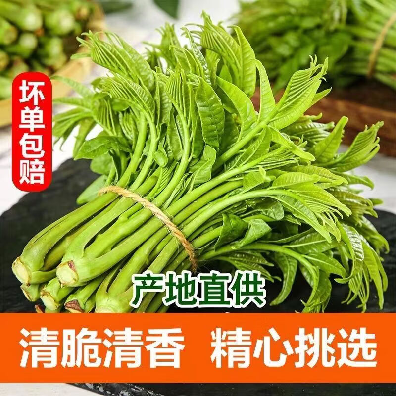 秦品堂香椿芽当季新鲜时令菜头茬秦岭香椿芽【顺丰冷链】叶绿色香椿嫩芽 【顺丰】半斤香椿