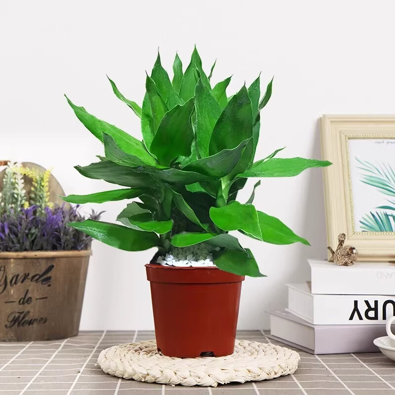 观音竹富贵竹水培植物轻奢花卉绿植办公室内盆栽四季常青好养活 富贵竹3颗【1盆】