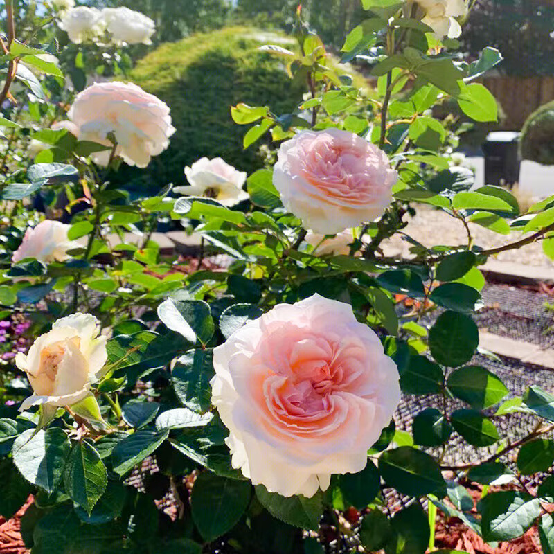 童话魔法月季1加仑盆栽庭院阳台观花植物藤本月季攀援植物