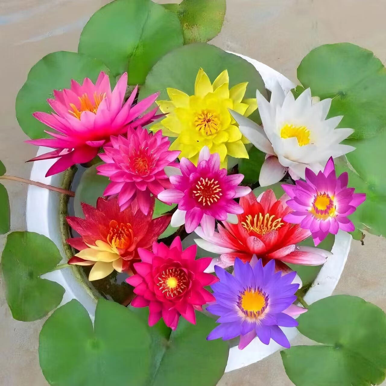 精品睡莲包活对版池塘鱼缸四季盆栽水缸莲花开花懒人 精品睡莲 科罗香水睡莲【3颗大根块】