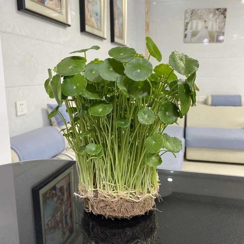 铜钱草招财水培植物办公室桌面盆栽金钱草花卉净化空气吸甲醛绿植