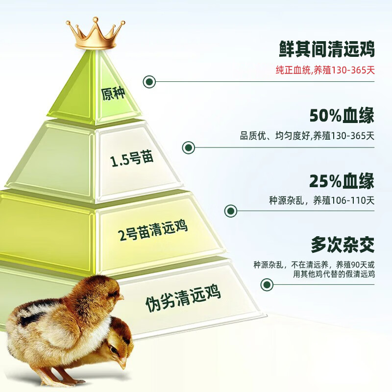鲜其间【正宗清远鸡】老母鸡整只走地鸡肉冷冻椰子鸡火锅煲汤 散养180天 散养180天/清远走地鸡2只【4.8斤5.2斤】山林五谷喂养