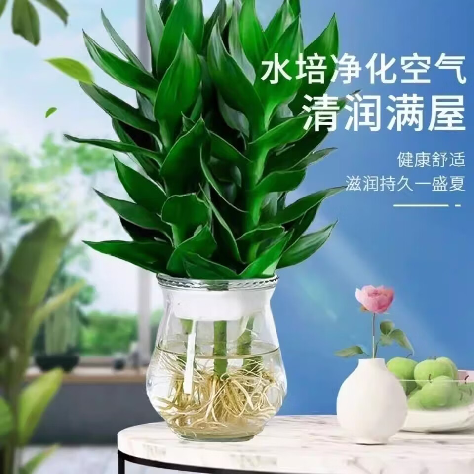 观音竹富贵竹水培植物轻奢花卉绿植办公室内盆栽四季常青好养活 富贵竹3颗【1盆】 京东折扣/优惠券