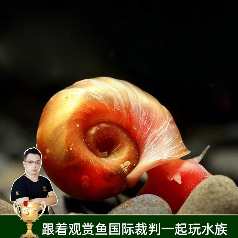 美人雾 观赏螺水族活体缸壁除藻螺鱼缸除藻清淤活化床底 苹果螺5只（除褐藻吃残儿）
