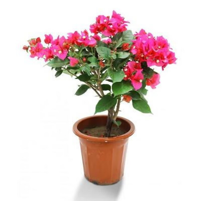 苏兮盆栽树苗室内阳台爬藤植物花苗重瓣大苗庭院花卉盆景精品多色庭院