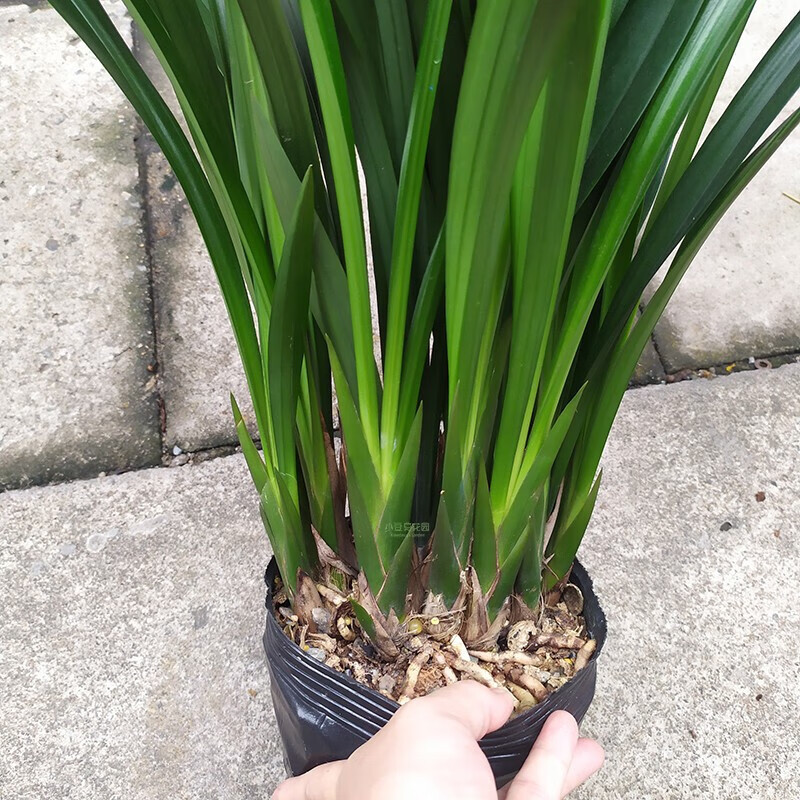 意軒墨蘭企黑名貴蘭花苗濃香帶花苞原盆原土發(fā)貨蘭花盆栽 企黑15-16苗超高原盆原土
