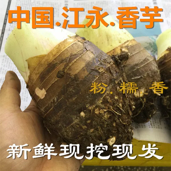 【正宗江永香芋】湖南永州特产农家新鲜芋头槟榔芋新鲜大芋头 净重9斤特大果3-5个