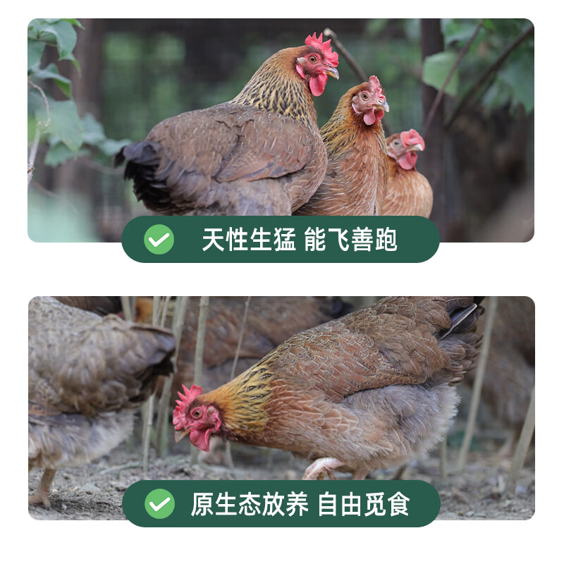 鲜其间【正宗清远鸡】老母鸡整只走地鸡肉冷冻椰子鸡火锅煲汤 散养180天 散养180天/清远走地鸡2只【4.8斤5.2斤】山林五谷喂养