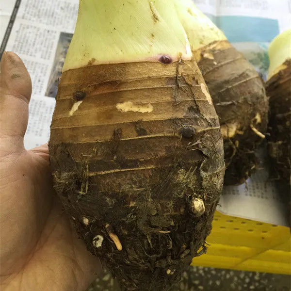 【正宗江永香芋】湖南永州特产农家新鲜芋头槟榔芋新鲜大芋头 净重9斤特大果3-5个