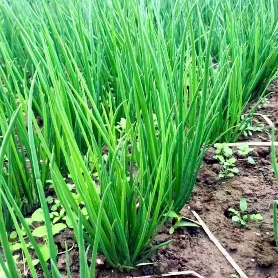 盛觅 小香葱新鲜去皮精品小葱 带箱5斤净重4.5斤  