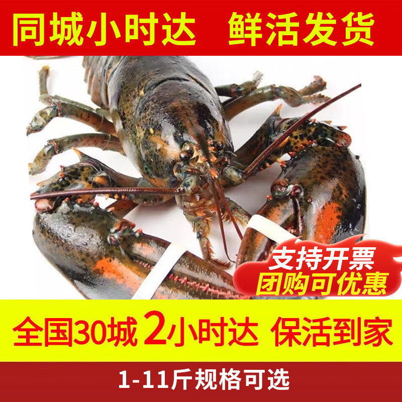 喵和渔【活鲜】鲜活波士顿龙虾大龙虾波龙加拿大进口虾类活虾海鲜生鲜 500-550g/2只【净重】