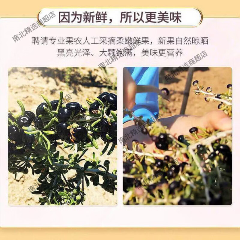 南京同仁堂青海黑枸杞天然花青素养颜枸杞泡水正宗 90g南京同仁堂黑枸杞 1g 1罐* 1罐