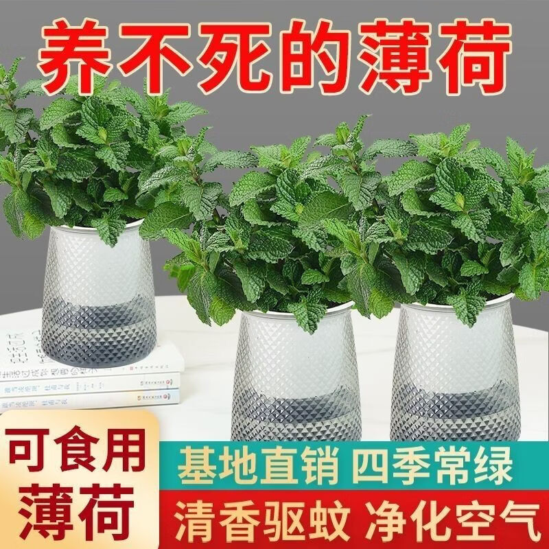新鲜可食用薄荷盆栽泡茶四季常青好养易活薄荷叶苗阳台驱蚊绿植物 发2盆薄荷＋2个加仑盆 精选食用薄荷苗整体10-15高哦