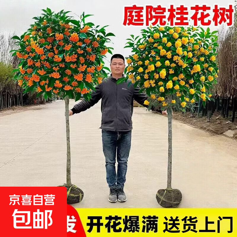 ���������������ļ��𻨻�ֲ���𵤹�ͥԺ����Ũ������ֲ���� ���ļ��𡿴�1cm ��0.8-1�����򷢻�