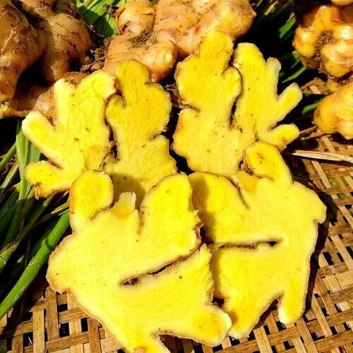 优仙果云南小黄姜 新鲜蔬菜现挖现发调味料火锅食材 【云南小黄姜】带箱5斤小块热卖