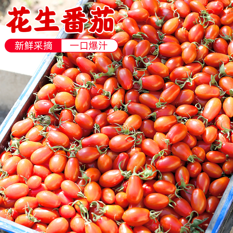 密水农家自种花生小番茄 新鲜番茄 皮薄味甜西红柿 花生小番茄 3斤