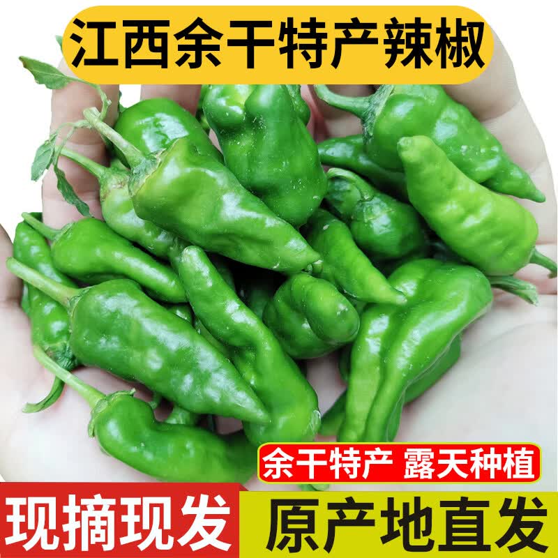 良知農(nóng)哥江西余干特產(chǎn)辣椒 新鮮楓樹豐收辣椒農(nóng)家自種青色辣椒 健康輕食 5斤