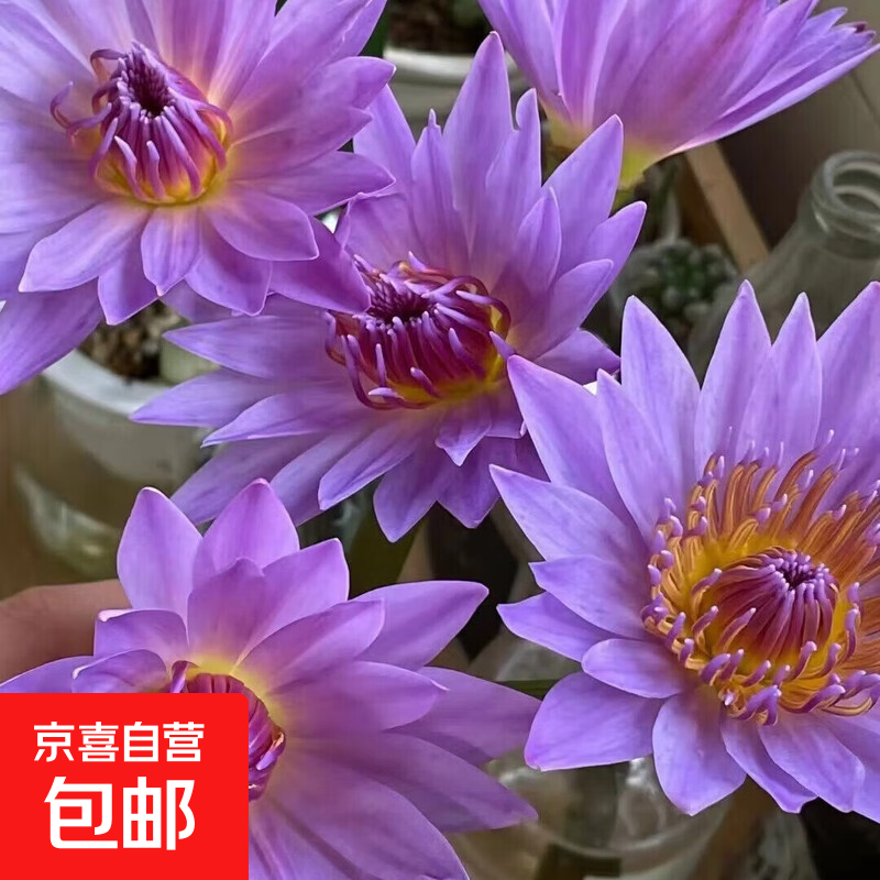 新鲜睡莲鲜花广州直发30CM带花苞家庭室38女神妇女节礼物生日礼物 紫色睡莲35CM10枝