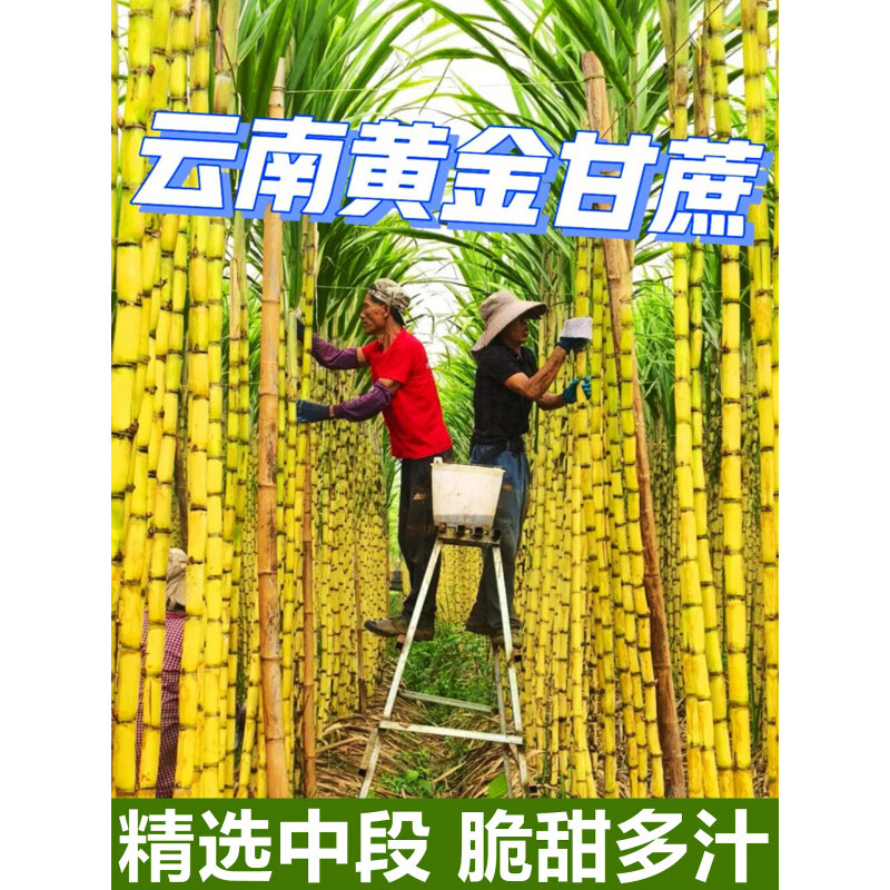 甘蔗正宗云南黄金新鲜批发10斤当季水果脆甜多汁黄皮农家自种 5斤【精选中段】脆甜多汁
