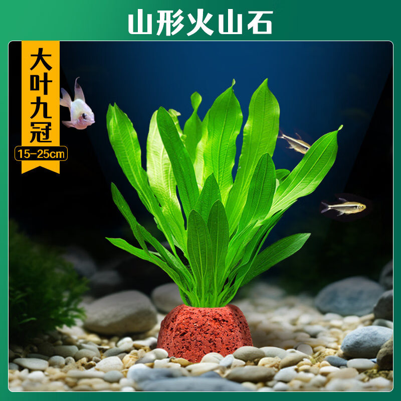 森悠（SARYOR）火山石水草植物鱼缸造景专用水培阴性蜈蚣草绿菊真草增氧绿植摆件 【火山石】大叶九冠