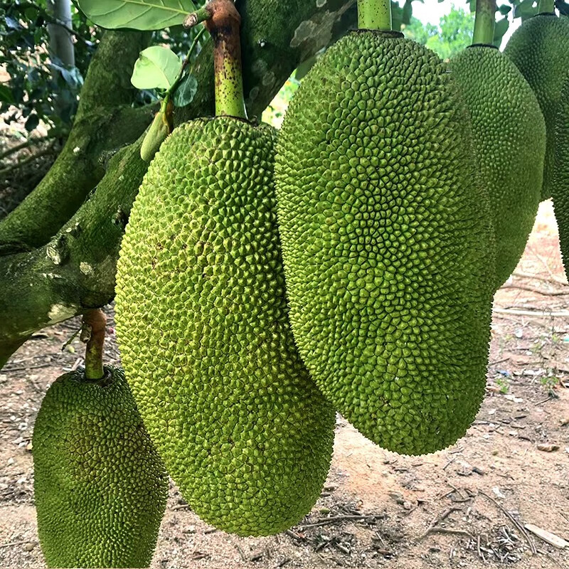 查看菠萝蜜商品历史价格的网站|菠萝蜜价格比较