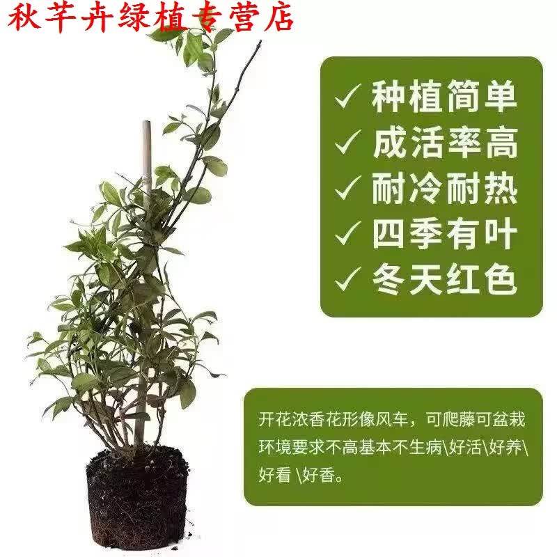 秋芊卉笔尖茉莉花盆栽室内花卉观花植物四季好养开花不断香水茉莉绿植 风车茉莉90-100CM高一颗 原土发货